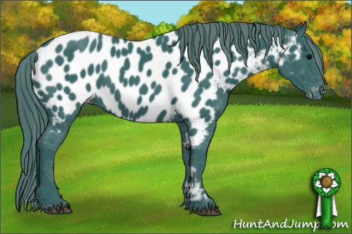 Horse Color: Watercolor Black Near Leopard 