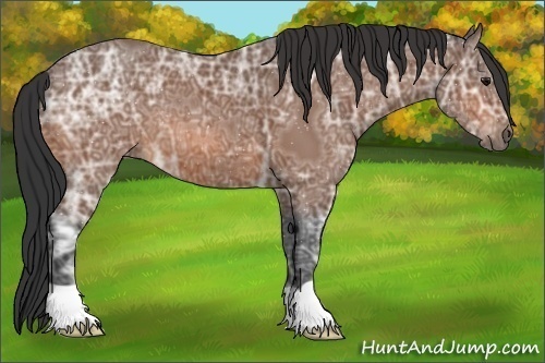 Horse Color: Bay Ice 