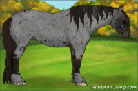 Horse Color:ERROR: UNKNOWN ANOMALY
