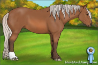 Horse Color:Silver Bay 