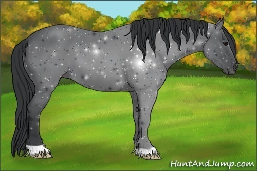 Horse Color: Black 