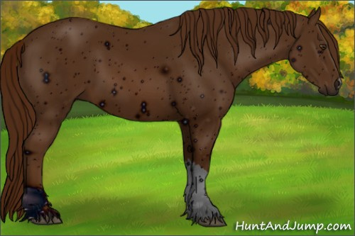 Horse Color: ERROR: UNKNOWN ANOMALY