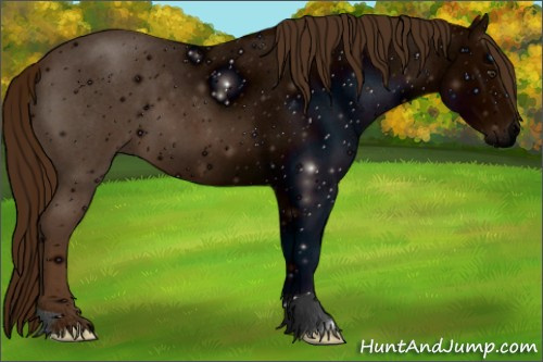 Horse Color: ERROR: UNKNOWN ANOMALY