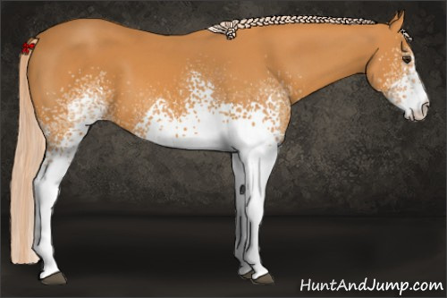 Horse Color: White Spotted Chocolate Palomino 