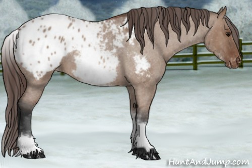 Horse Color: White Spotted Bay Roan Dun Blanket 