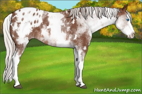 Horse Color: White Spotted Silver Bay Splash Blanket 