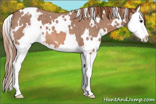 Horse Color: White Spotted Red Roan Splash 