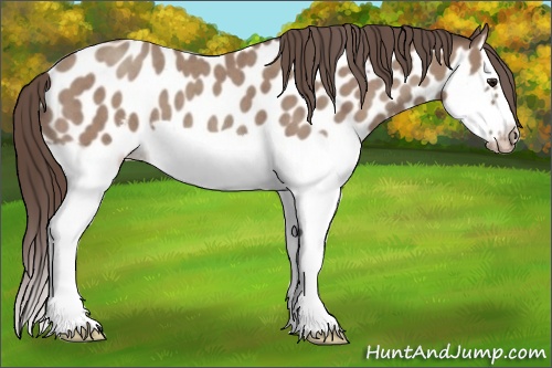 Horse Color: Classic Champagne Roan Splash Frame Near Leopard 
