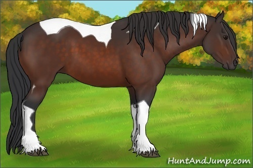 Horse Color: Unknown 