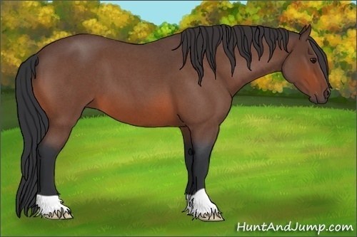 Horse Color: Unknown 