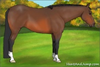 Horse Color:Bay 