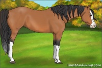 Horse Color:Bay Splash 