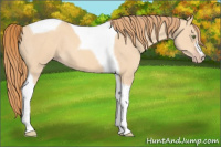 Horse Color:Gold Champagne Dun Tobiano 