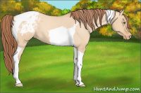 Horse Color:Amber Champagne Dun Tobiano Appaloosa 