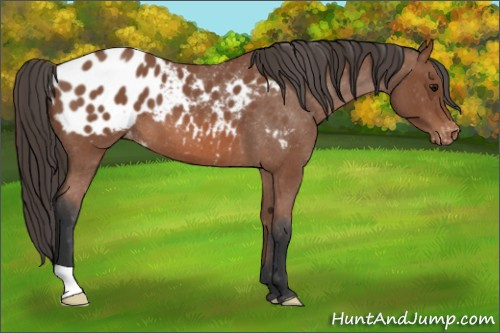 Horse Color: Bay Roan Blanket 