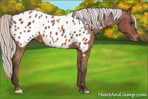 Horse Color: Silver Bay Near Leopard 