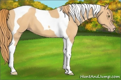 Horse Color: Gold Champagne Tobiano 