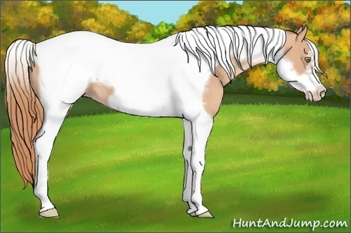 Horse Color: Gold Champagne Tobiano Frame 
