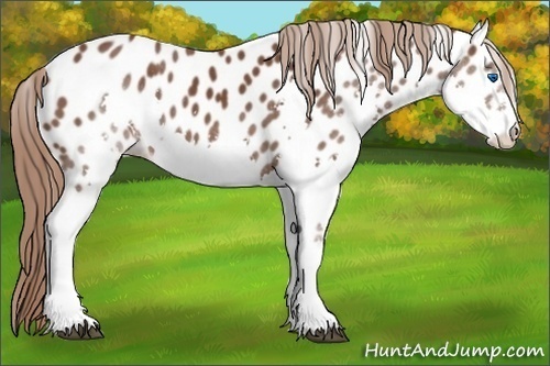 Horse Color: Liver Chestnut Splash Near Leopard 