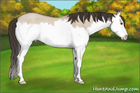 Horse Color:Classic Champagne Dun Splash Rabicano