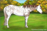 Horse Color:Red Roan Splash Blanket Rabicano 