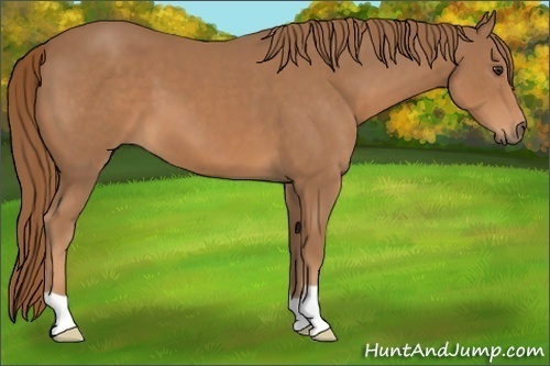 Horse Color: Chestnut 