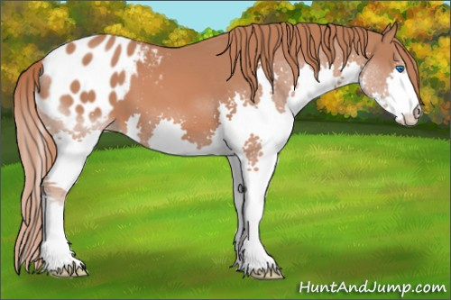 Horse Color: Liver Chestnut Splash Blanket 