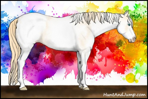 Horse Color: White Spotted Buckskin Pearl Blanket 
