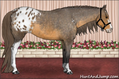 Horse Color: Buckskin Sabino Blanket 