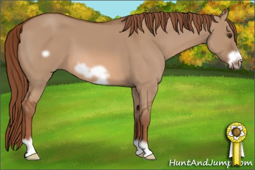 Horse Color: Liver Red Dun Frame 