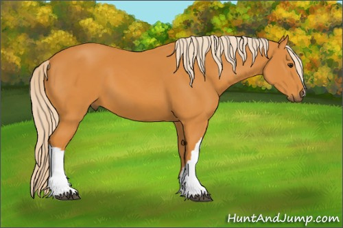 Horse Color:Palomino