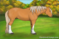 Horse Color:Palomino 