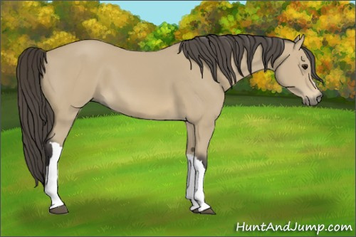 Horse Color:Buckskin