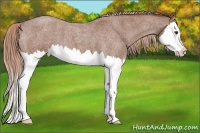 Horse Color:Red Roan Splash Varnish 