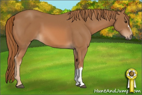 Horse Color: Chestnut 