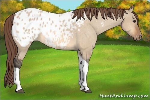 Horse Color: Bay Dun Tobiano Blanket 