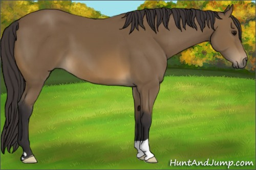 Horse Color: Buckskin 