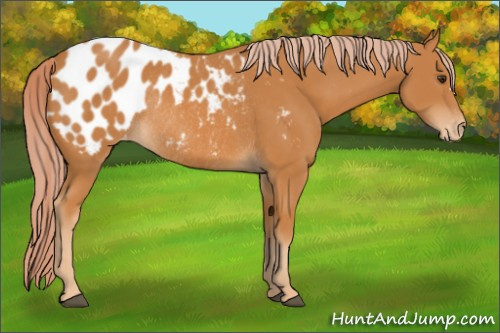 Horse Color: Chocolate Palomino Near Leopard Rabicano 