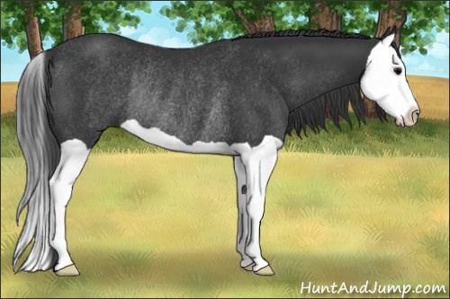 Horse Color: Black Splash Rabicano 