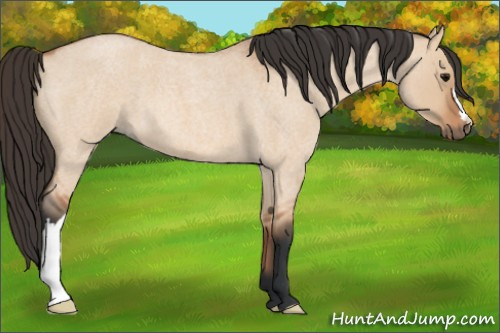 Horse Color: Bay Roan Dun 