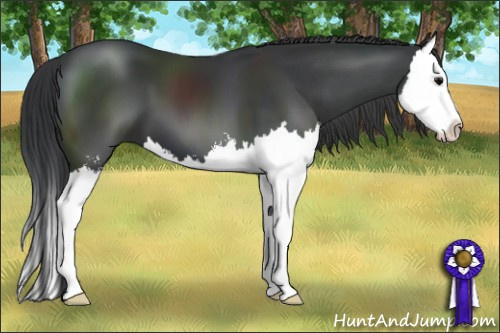 Horse Color: Black Sabino Splash 