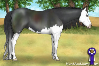 Horse Color:Black Sabino Splash 