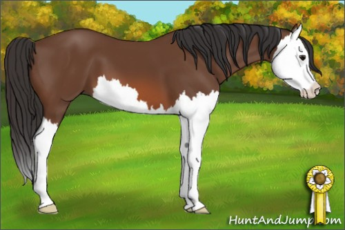 Horse Color: Bay Splash 