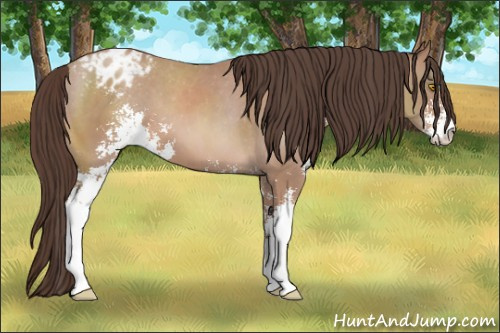Horse Color: Sable Champagne Sabino Blanket 