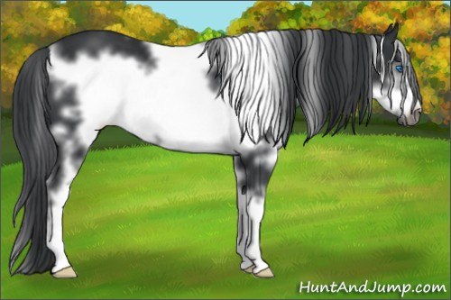 Horse Color: White Spotted Black Sabino Frame 