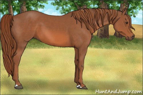 Horse Color: Chestnut 