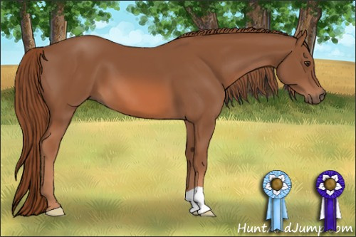 Horse Color: Liver Chestnut 