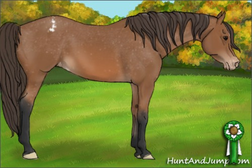 Horse Color: Bay Snowcap 