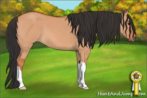 Horse Color: Bay Dun 