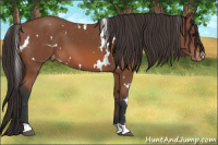 Horse Color:White Spotted Bay Varnish 